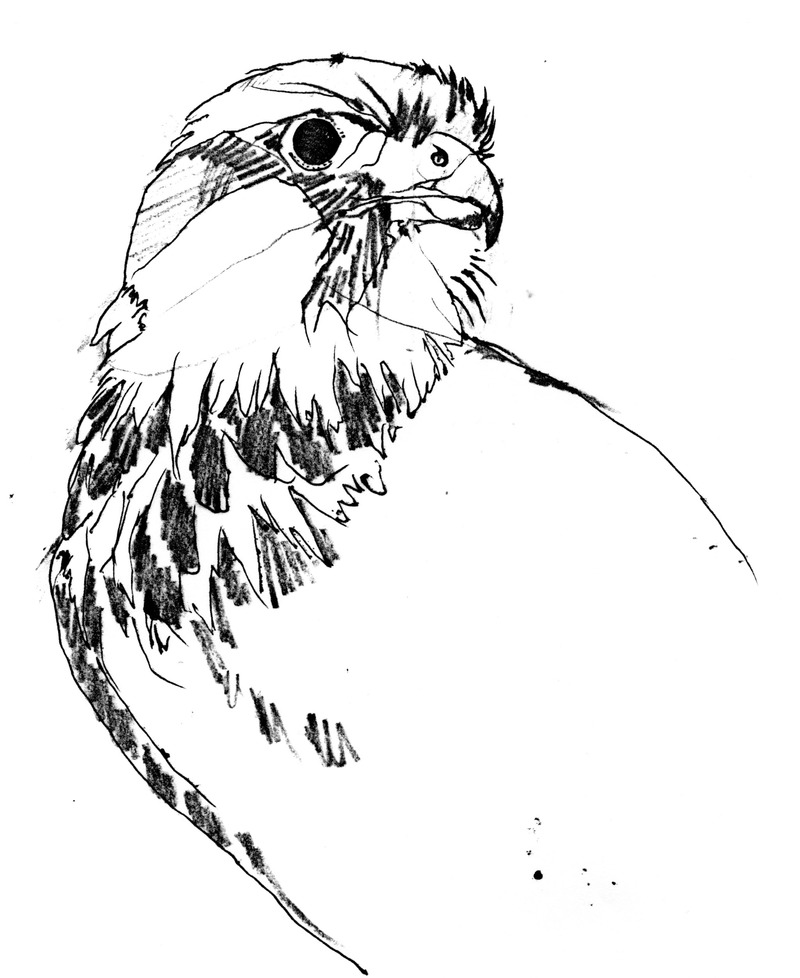 Northern Aplomado Falcon