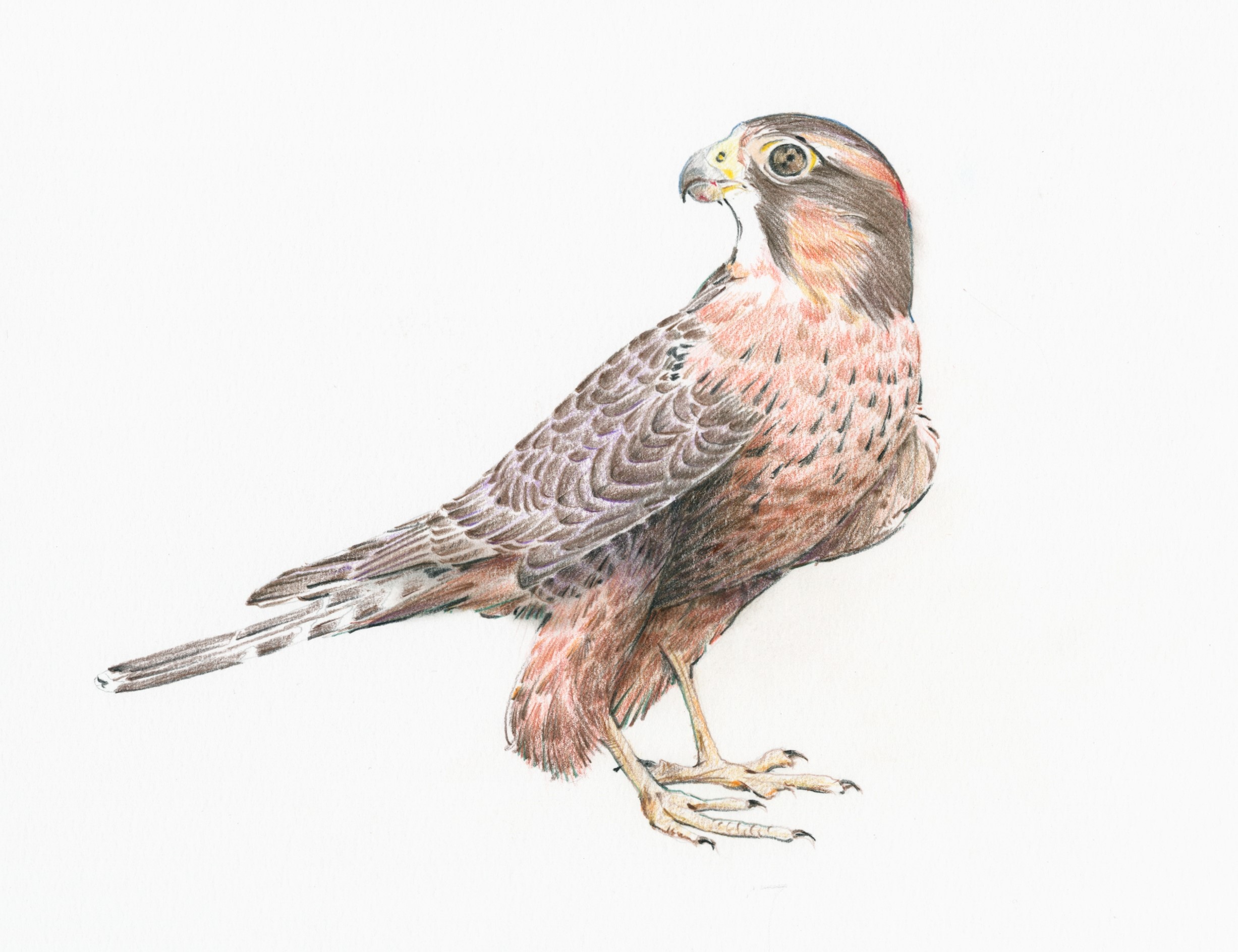 Northern Aplomado Falcon