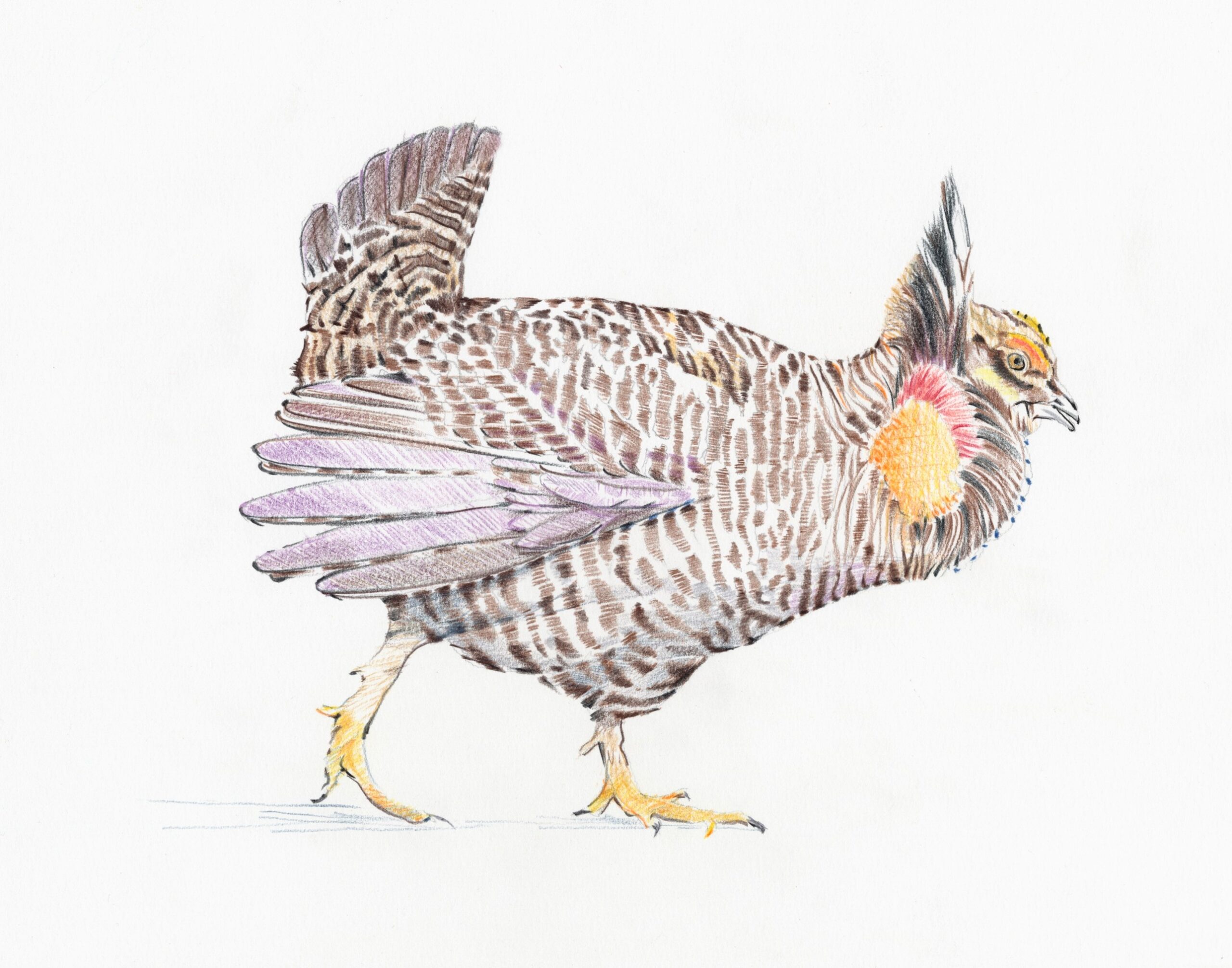 Attwaters Prairie Chicken
