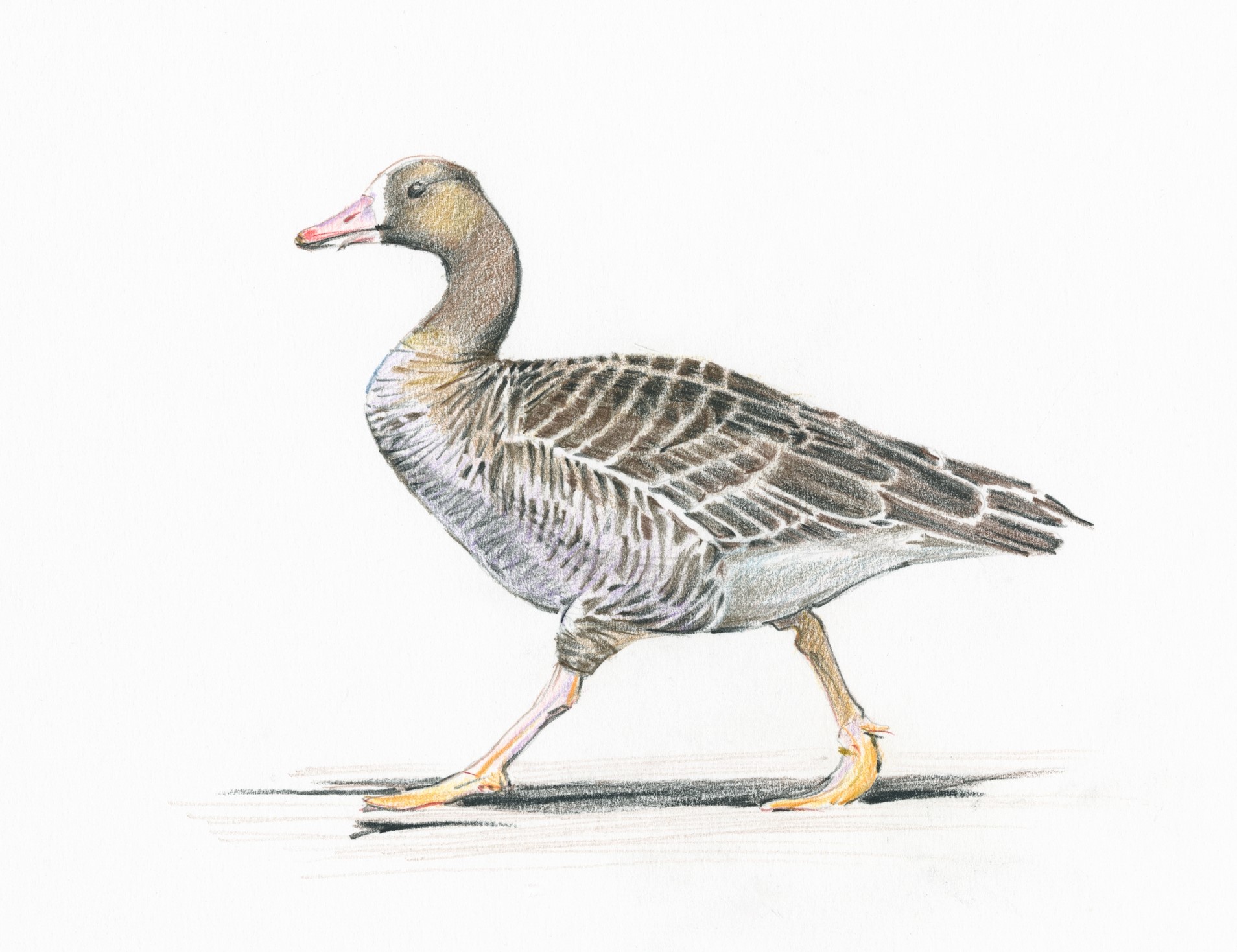 Greater White Fronted Goose