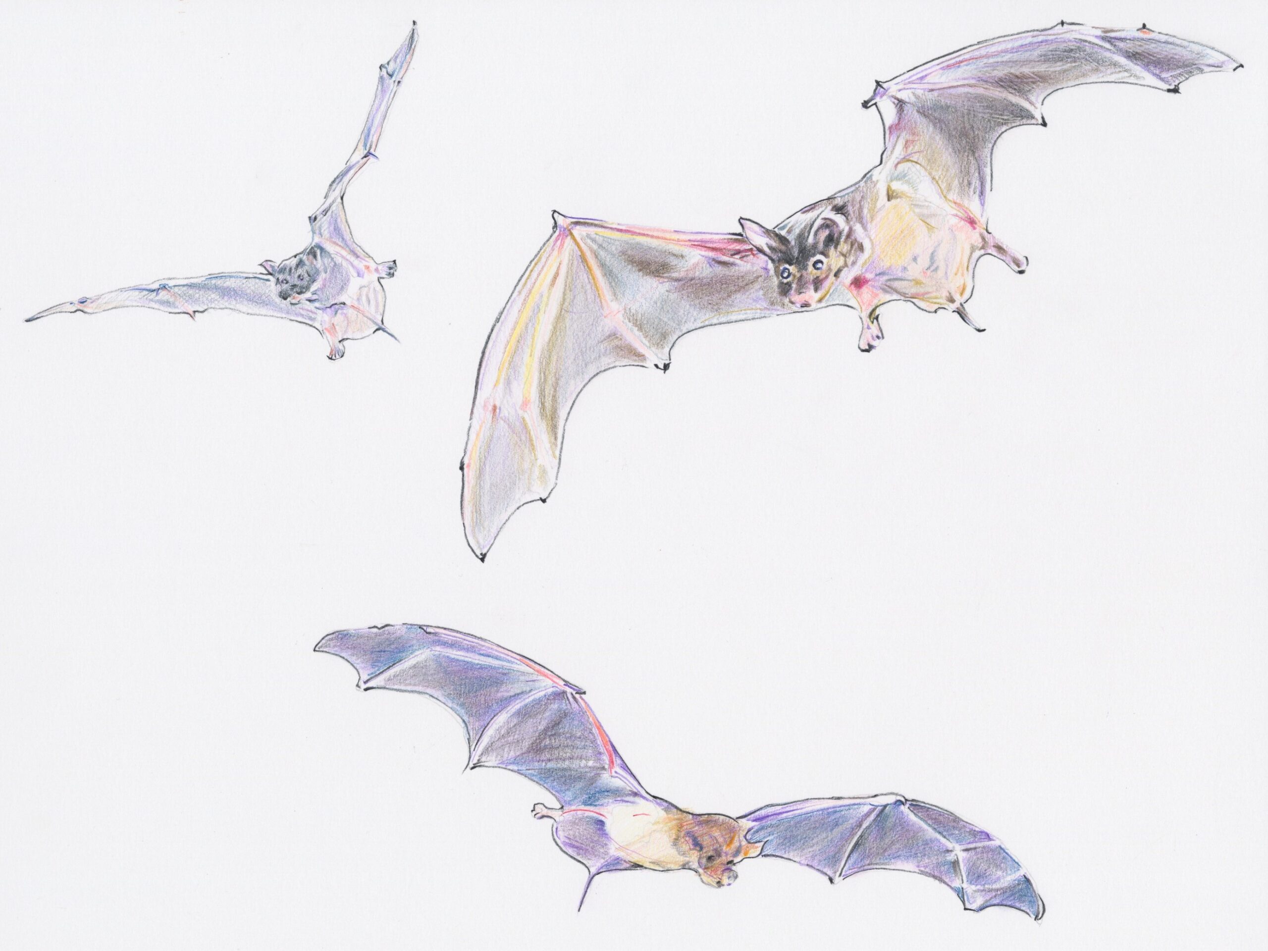 Mexican Freetailed Bats