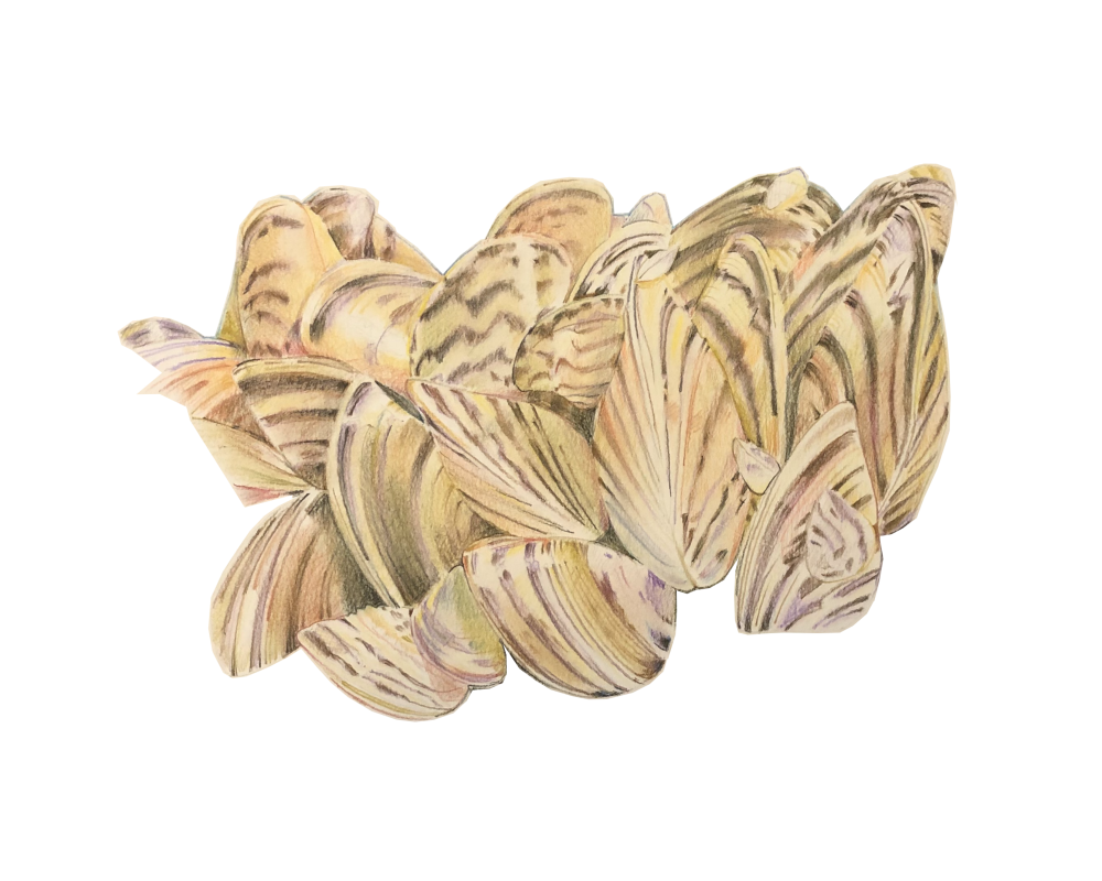 Zebra Mussel Cluster