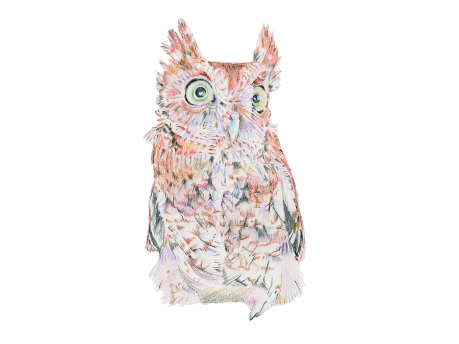 Eastern Rufous Screech Owl